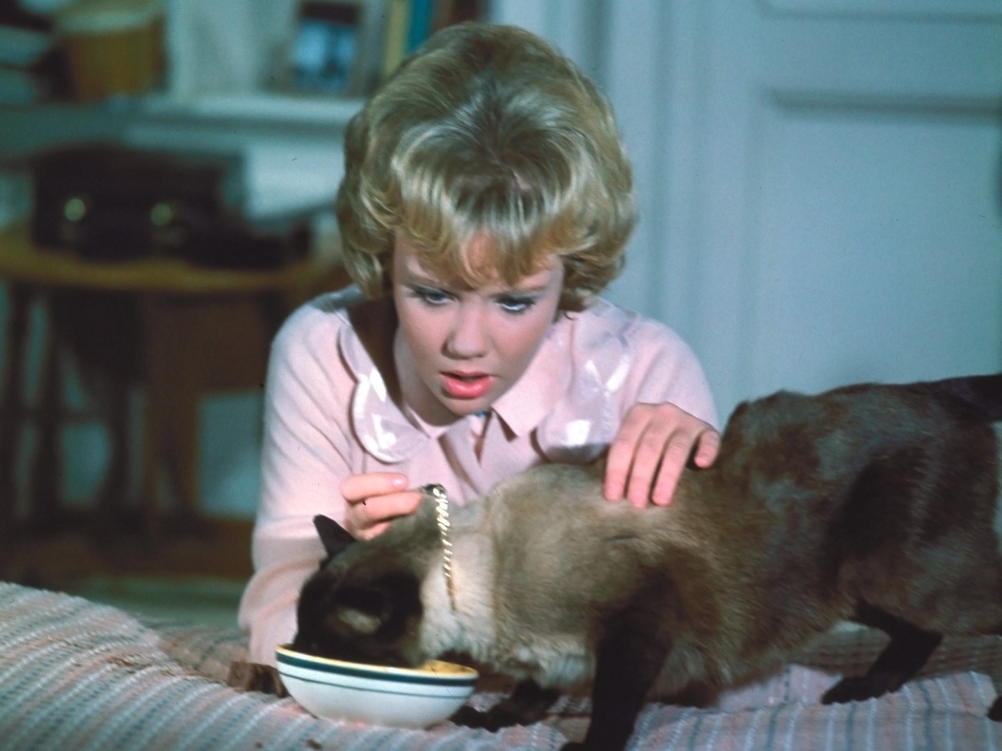 that darn cat 1965 full movie online free